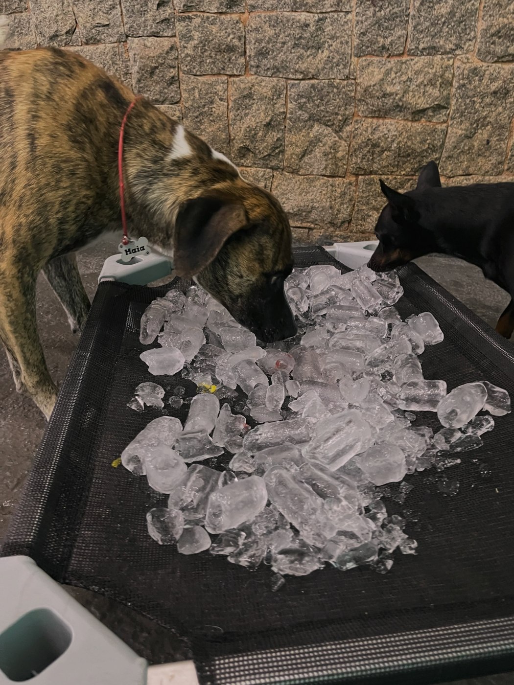 Pets explorando gelo em uma atividade de enriquecimento ambiental na Toshi.