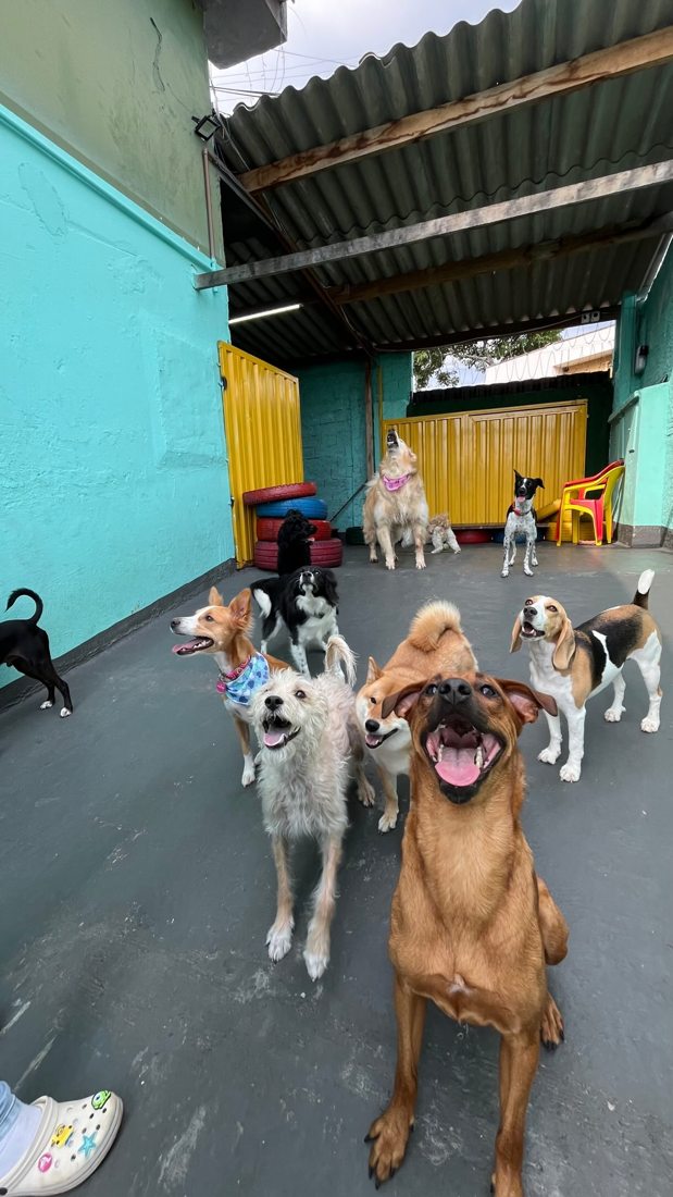 Pets reunidos no espaço da Toshi Pet, com paredes verdes e portões amarelos.